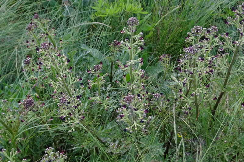 Scrophularia canina - Scrophulariaceae